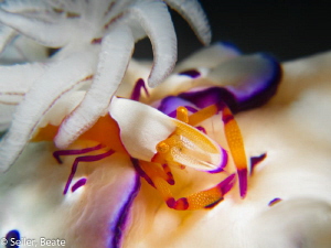 Imperator shrimp on a chromodoris doing his job ! by Beate Seiler 